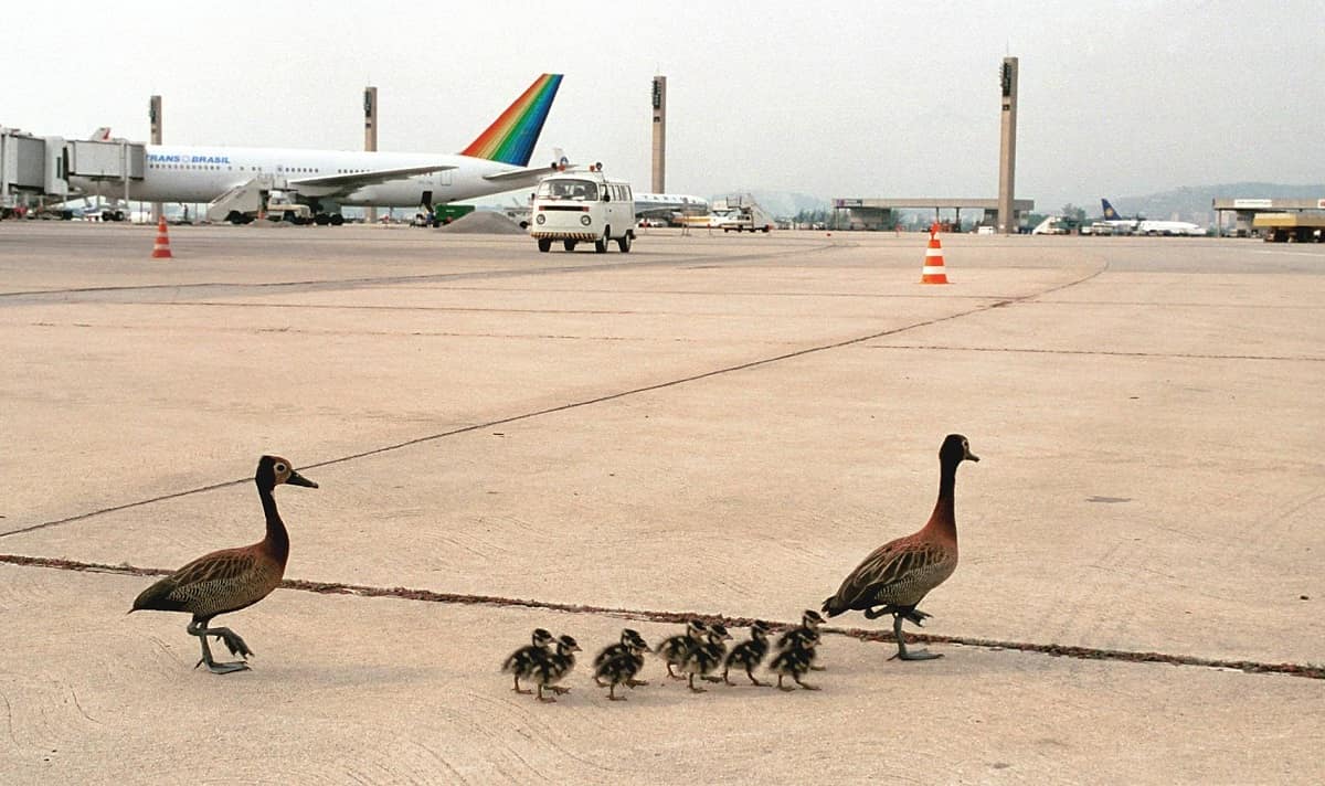 Birds vs. Planes: Embry-Riddle Students Conduct Study of Aircraft 