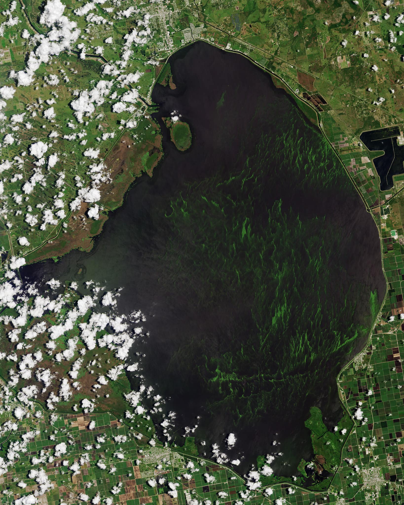 Blue-green algae on Lake Okeechobee can be seen from space