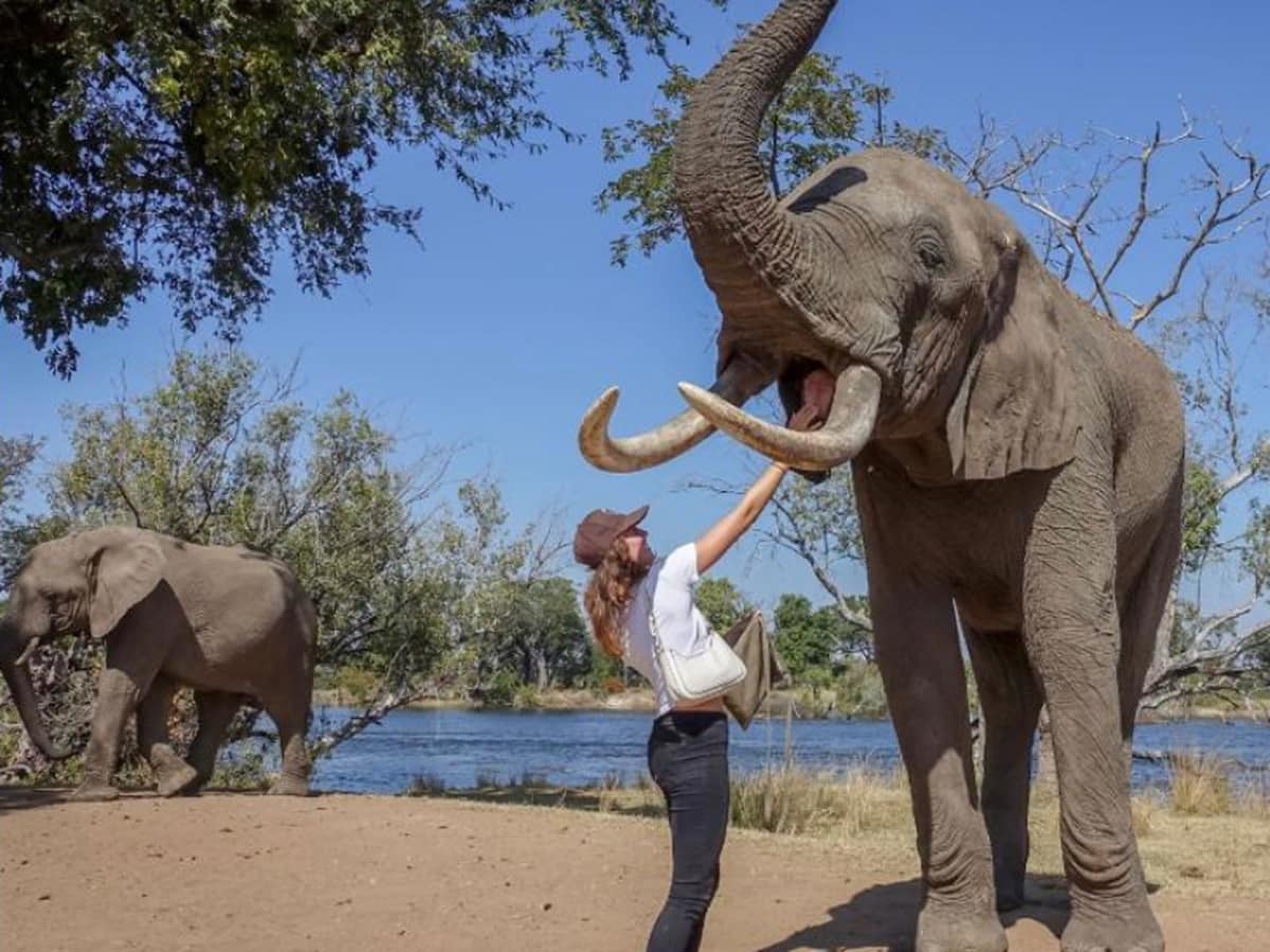 Woman pets an elephant
