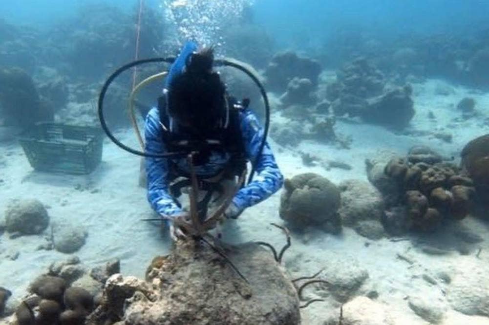 Eagle alumna Giovanna Camacho is a Divemaster and conducted a conservation dive in Barbados to help repair coral reefs