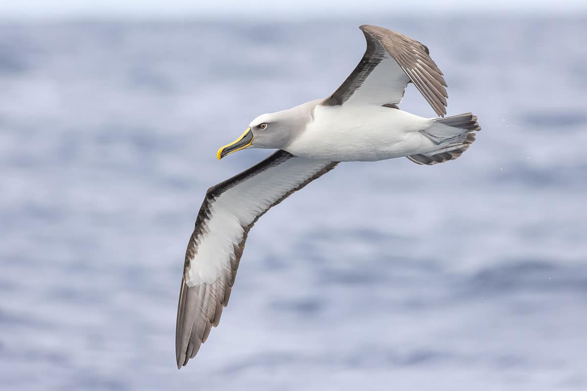 An albatross soaring in the sky