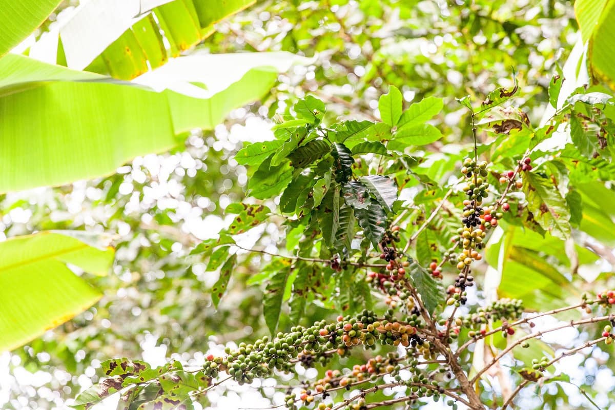 Coffee Farm in Puerto Rico