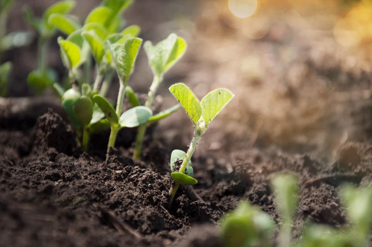 Cultivating food in space is difficult, in part, because of the room needed to accommodate a growing plant. Microgravity professor Dr. Hugo Castillo and Mechanical Engineering graduate student Collin Topolski see a solution, however, in nutrient-rich bacteria. (Photo: Hugo Castillo)