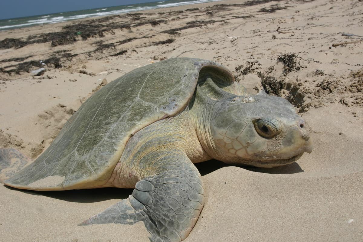 Kemp's Ridley Turtle