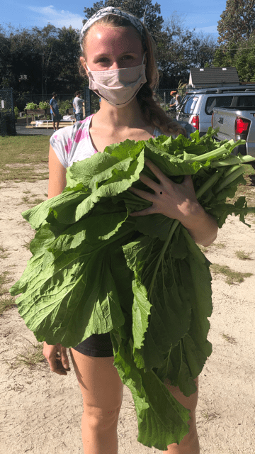 Junior Grace Robertson, arms full of fresh mustard greens, serves as the designated student leader of the Honors Program’s community garden project.