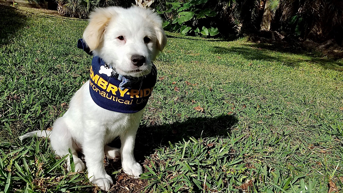 Geno the puppy won’t be participating in Puppy Bowl XVII this weekend, but he wanted to remind everyone to stay safe, stream your preferred entertainment and Zoom with friends. Large gatherings such as Super Bowl parties are prohibited. (Photo: Owner/Mike Cavaliere)