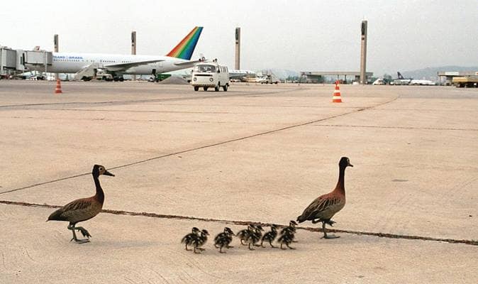 Ducks walking on a tarmac at an airport